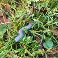 Hạt Bead Con Giun (Earthworm Bead) - Thumbnail 1