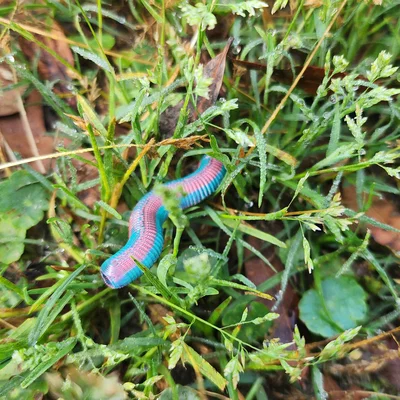 Hạt Bead Con Giun (Earthworm Bead)