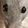 EmericChenay_1259011