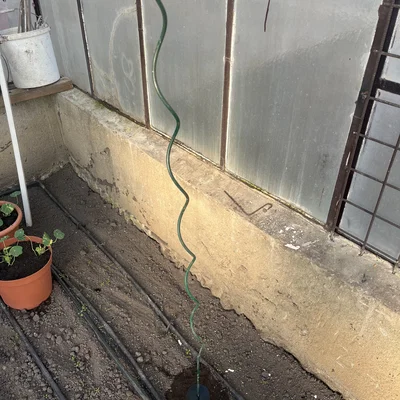 Đế tăng ổn định cho spiral cà chua làm vườn