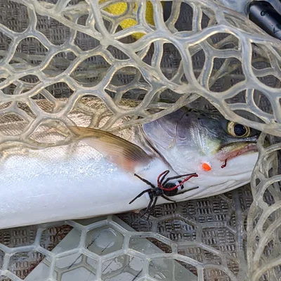 Mồi Câu Spider Bead Fishing Lure