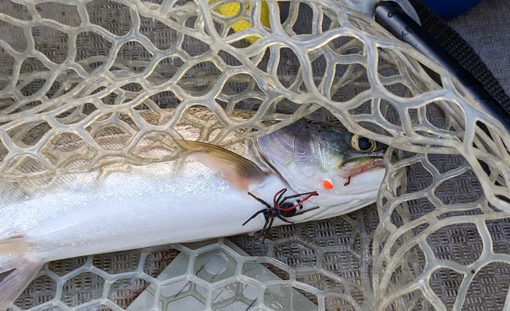 Mồi Câu Spider Bead Fishing Lure - Image 5