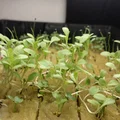 Đầu xả Ebb & Flow thủy canh 3/8" - Thumbnail 2