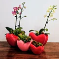 Chậu hình trái tim (Heart Shaped Pot) - Thumbnail 1