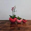 Chậu hình trái tim (Heart Shaped Pot) - Thumbnail 2