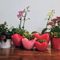 Chậu hình trái tim (Heart Shaped Pot) - Thumbnail 5
