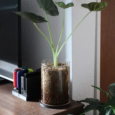 Miếng Lót Chậu Cây Cork Nhúng Sẵn (Cork Plant Coaster)