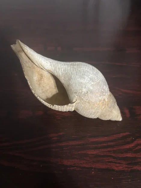 Mô hình vỏ ốc biển trang trí (3D Scan Conch Shell) đẹp mắt - Image 1