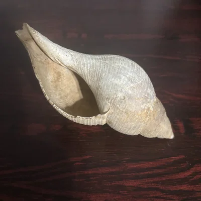 Mô hình vỏ ốc biển trang trí (3D Scan Conch Shell) đẹp mắt