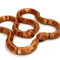 Rắn fidget khớp nối Ouroboros (print in place, không cần supports) - Thumbnail 1