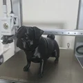 Mô hình chú chó Pug đi vệ sinh (Pooping Pug) ngộ nghĩnh in 3D - Thumbnail 1