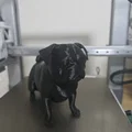 Mô hình chú chó Pug đi vệ sinh (Pooping Pug) ngộ nghĩnh in 3D - Thumbnail 2