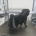 Mô hình chú chó Pug đi vệ sinh (Pooping Pug) ngộ nghĩnh in 3D - Thumbnail 3