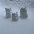 Cú tuyết (Snowy owl) – chim săn mồi hoạt động ban đêm - Thumbnail 3