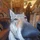 LaATChickens_2679309