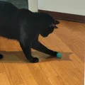 Calibration Cube cho Mèo (CATlibration Cube) - Thumbnail 7