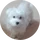 rollo_2027138