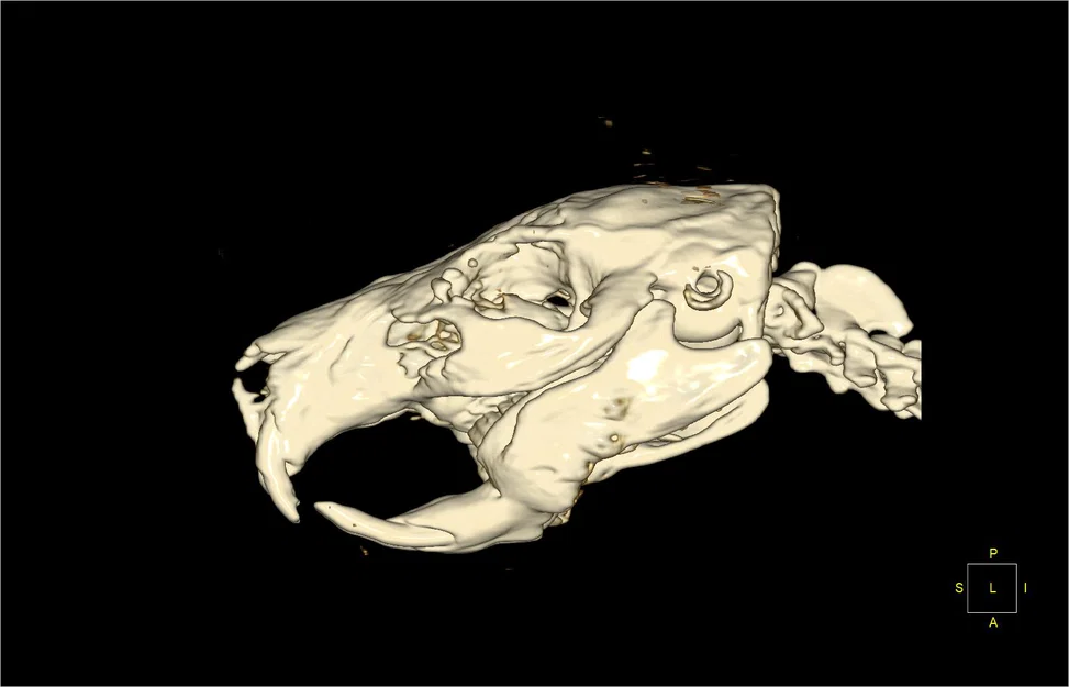 Mô hình hộp sọ chuột lang Guinea Pig chi tiết từ dữ liệu CT 3D - Image 1