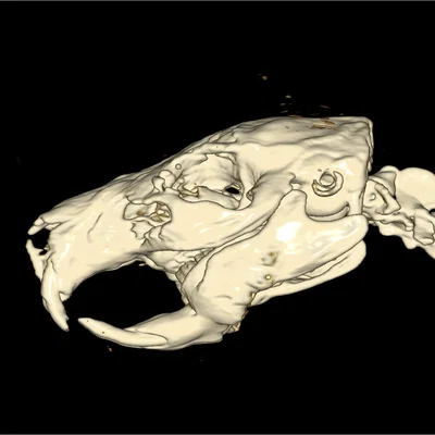 Mô hình hộp sọ chuột lang Guinea Pig chi tiết từ dữ liệu CT 3D