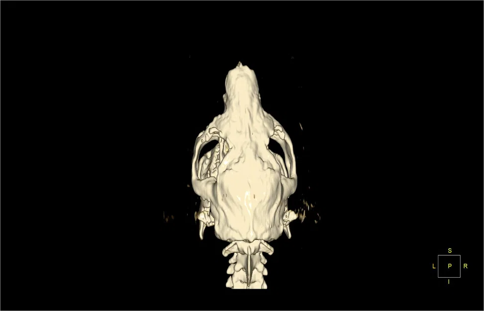 Mô hình hộp sọ chuột lang Guinea Pig chi tiết từ dữ liệu CT 3D - Image 2