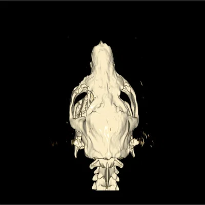 Mô hình hộp sọ chuột lang Guinea Pig chi tiết từ dữ liệu CT 3D