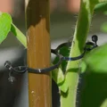 Plant Cramp – Kẹp giữ cây/giữ dây cáp - Thumbnail 5