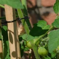 Plant Cramp – Kẹp giữ cây/giữ dây cáp - Thumbnail 6