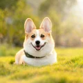 Bảng Tên Chó Tùy Chỉnh Gắn Chuồng Hoặc Treo Tường - Thumbnail 7