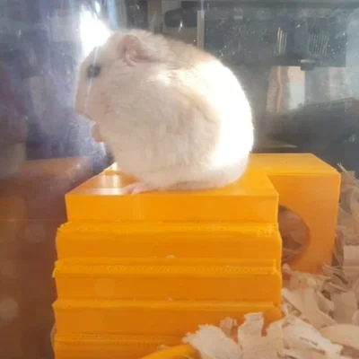 Mô hình nhà cho Hamster dễ thương - Tự in 3D tại nhà