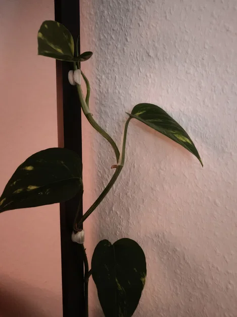 Kẹp cố định dây leo cho kệ IKEA BROR (Ikea Bror plant clip) - Image 3