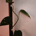 Kẹp cố định dây leo cho kệ IKEA BROR (Ikea Bror plant clip) - Thumbnail 3