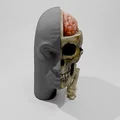 Rockmongus realistic anatomy (giải phẫu chân thực) - Thumbnail 1