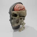 Rockmongus realistic anatomy (giải phẫu chân thực) - Thumbnail 2