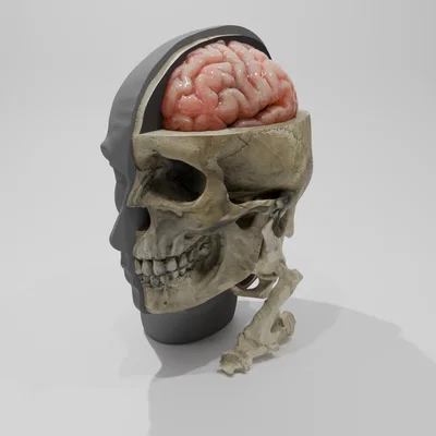 Rockmongus realistic anatomy (giải phẫu chân thực)
