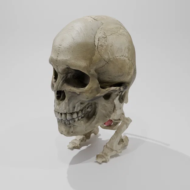 Rockmongus realistic anatomy (giải phẫu chân thực) - Image 3