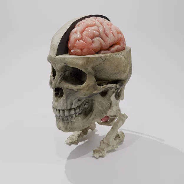 Rockmongus realistic anatomy (giải phẫu chân thực) - Image 4