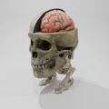 Rockmongus realistic anatomy (giải phẫu chân thực) - Thumbnail 4