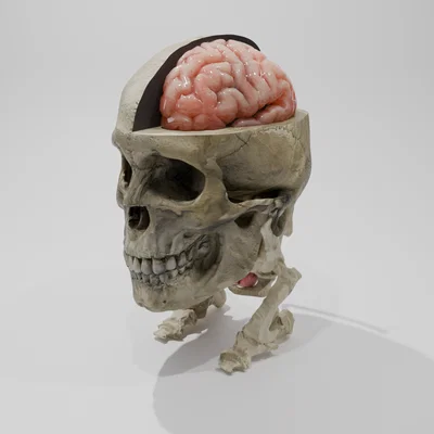 Rockmongus realistic anatomy (giải phẫu chân thực)