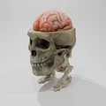 Rockmongus realistic anatomy (giải phẫu chân thực) - Thumbnail 5