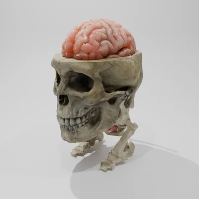 Rockmongus realistic anatomy (giải phẫu chân thực) 5
