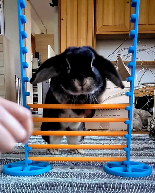 Chướng ngại vật/Thanh nhảy cho thỏ (Bunny Obstacle/Hurdle) - Image 1