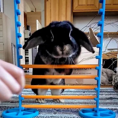 Chướng ngại vật/Thanh nhảy cho thỏ (Bunny Obstacle/Hurdle)