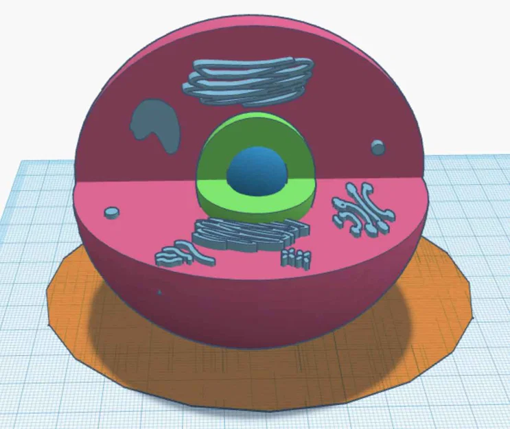 Mô hình tế bào 3D (Cell Model) - Giáo cụ trực quan cho học tập - Image 1