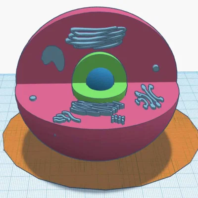Mô hình tế bào 3D (Cell Model) - Giáo cụ trực quan cho học tập