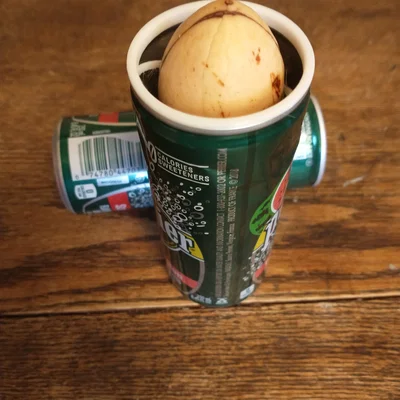 Đế in 3D đỡ hạt bơ thủy canh trên lon Perrier 250mL cực độc