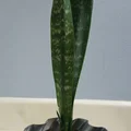Chậu Trồng Cây Xoắn Lớn (Large Torqued Planter) - Thumbnail 5