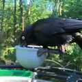 Phụ kiện chén đựng hạt Birdfy Pro Basic Bird Bowl Accessory - Thumbnail 3