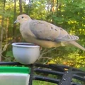 Phụ kiện chén đựng hạt Birdfy Pro Basic Bird Bowl Accessory - Thumbnail 4