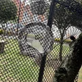 Miếng Vá Sửa Lưới Lều Camping (Camping Tent Mesh Repair Patches) - Thumbnail 8