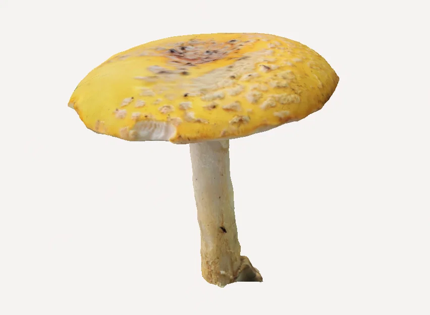 Mô hình 3D nấm Amanita Muscaria trang trí độc đáo - Image 1